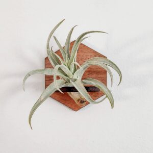 Air Plant Holder, Wall Hanging, Solid Wood Hexagon Design