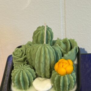 Cactus candle in square dish LIME