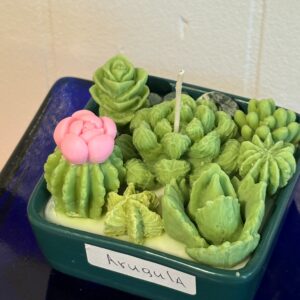 Cactus candle in square dish ARUGULA